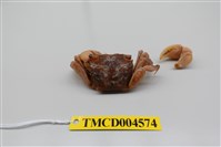 藏品(雙齒近相手蟹)的圖片